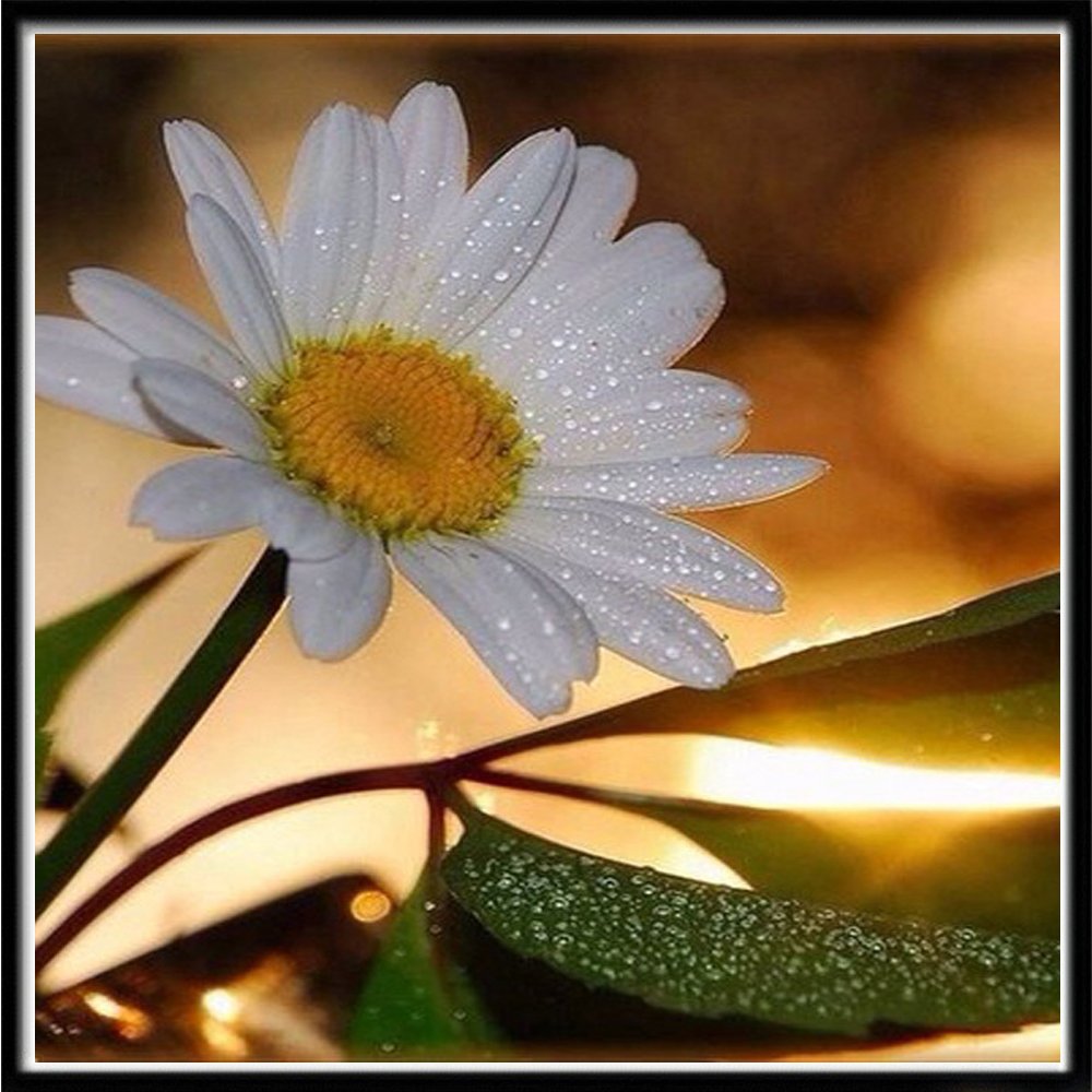 Вечерние ромашки