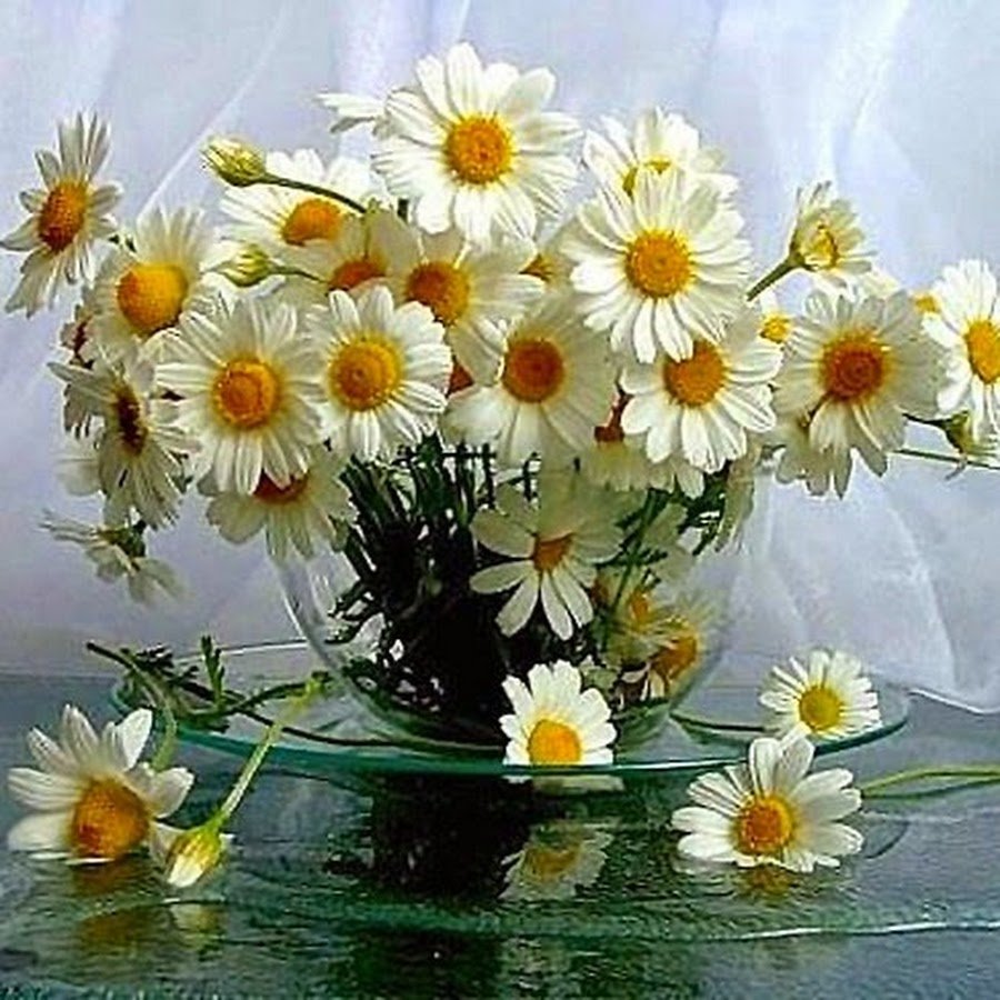 Букет ромашек для любимой