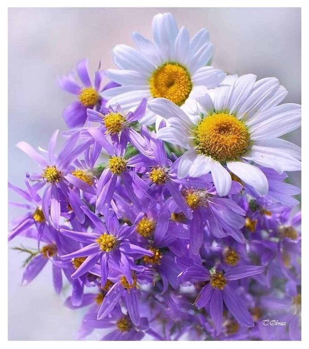 Букет ромашек