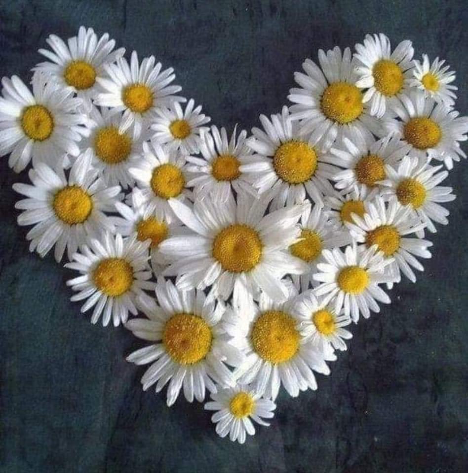 Сердце из ромашек