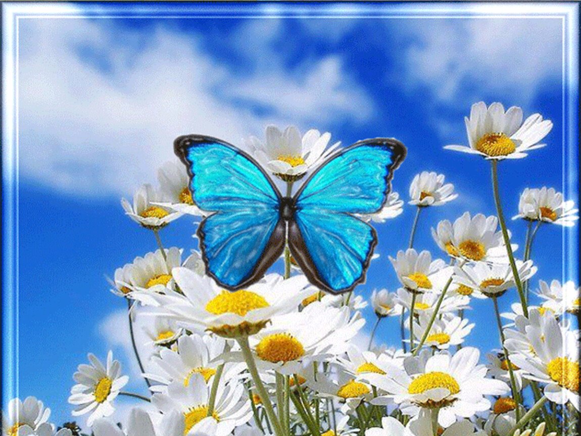 Прекрасного дня с бабочка