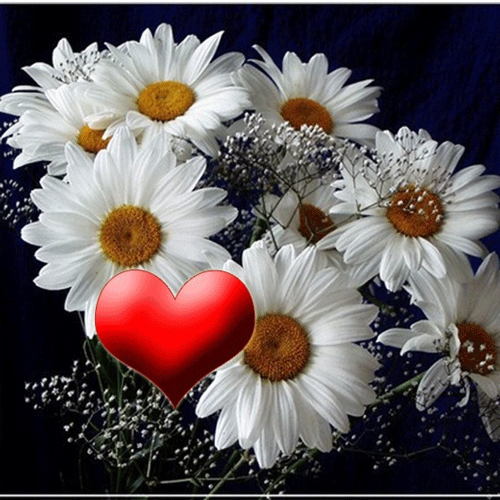 Мерцающие ромашки