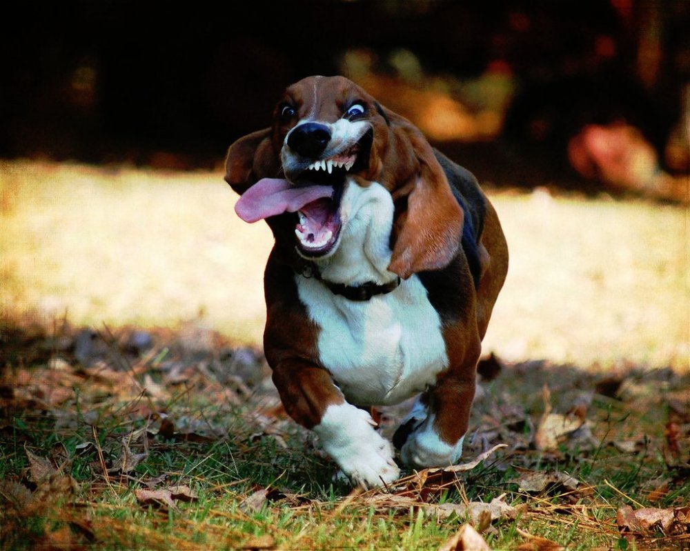 Бассет-хаунд и такса