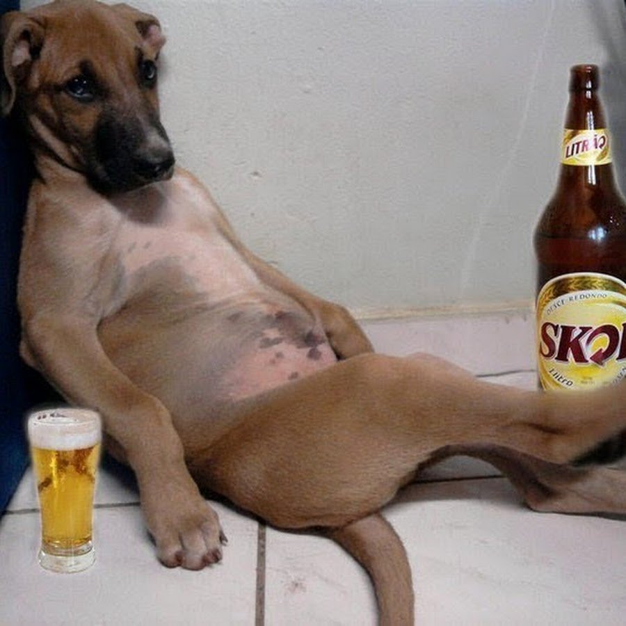 Лиса до работы и после