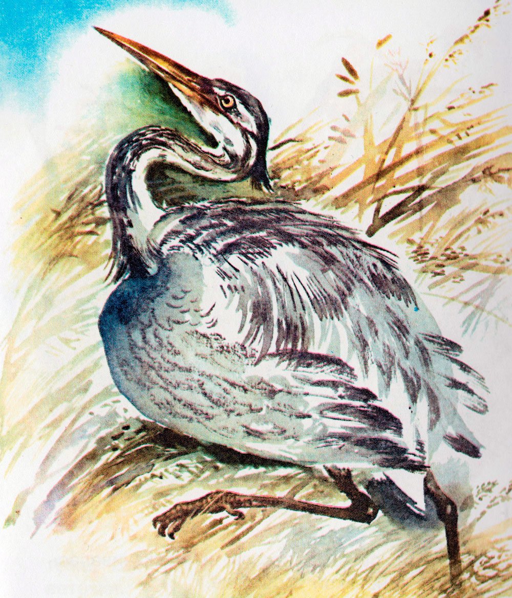 Михаил пришвин охота за бабочкой