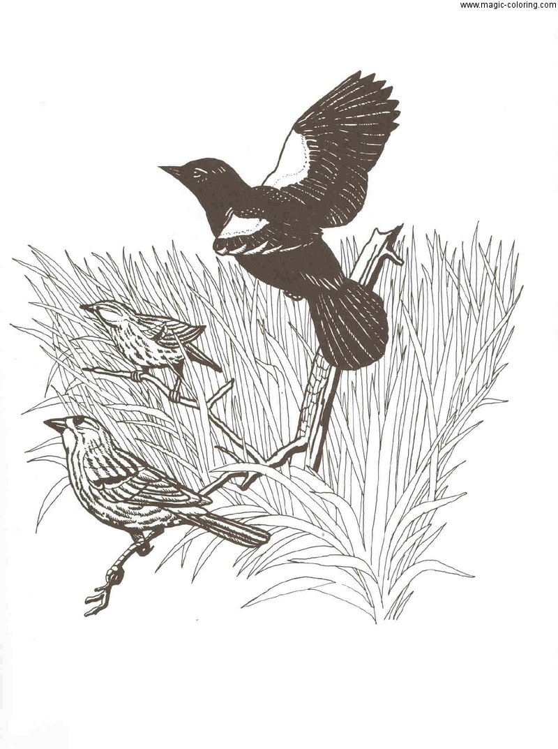 Михаил пришвин портрет писателя