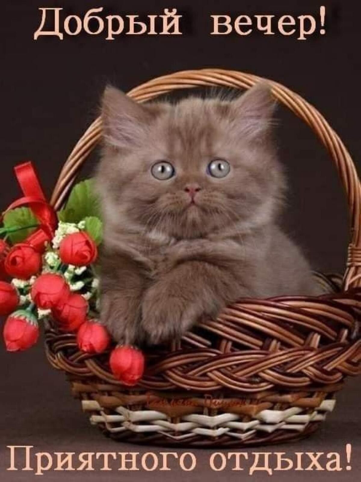 Добрый вечер животные