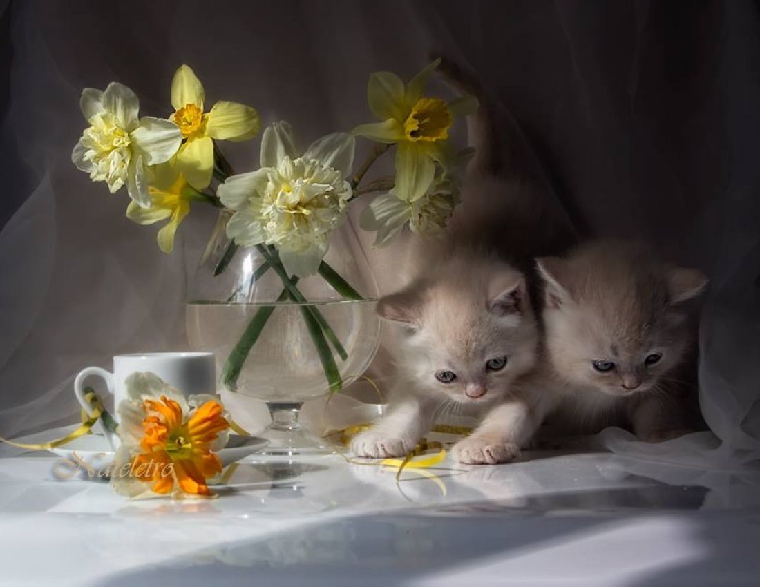 Добрый вечер с котиками