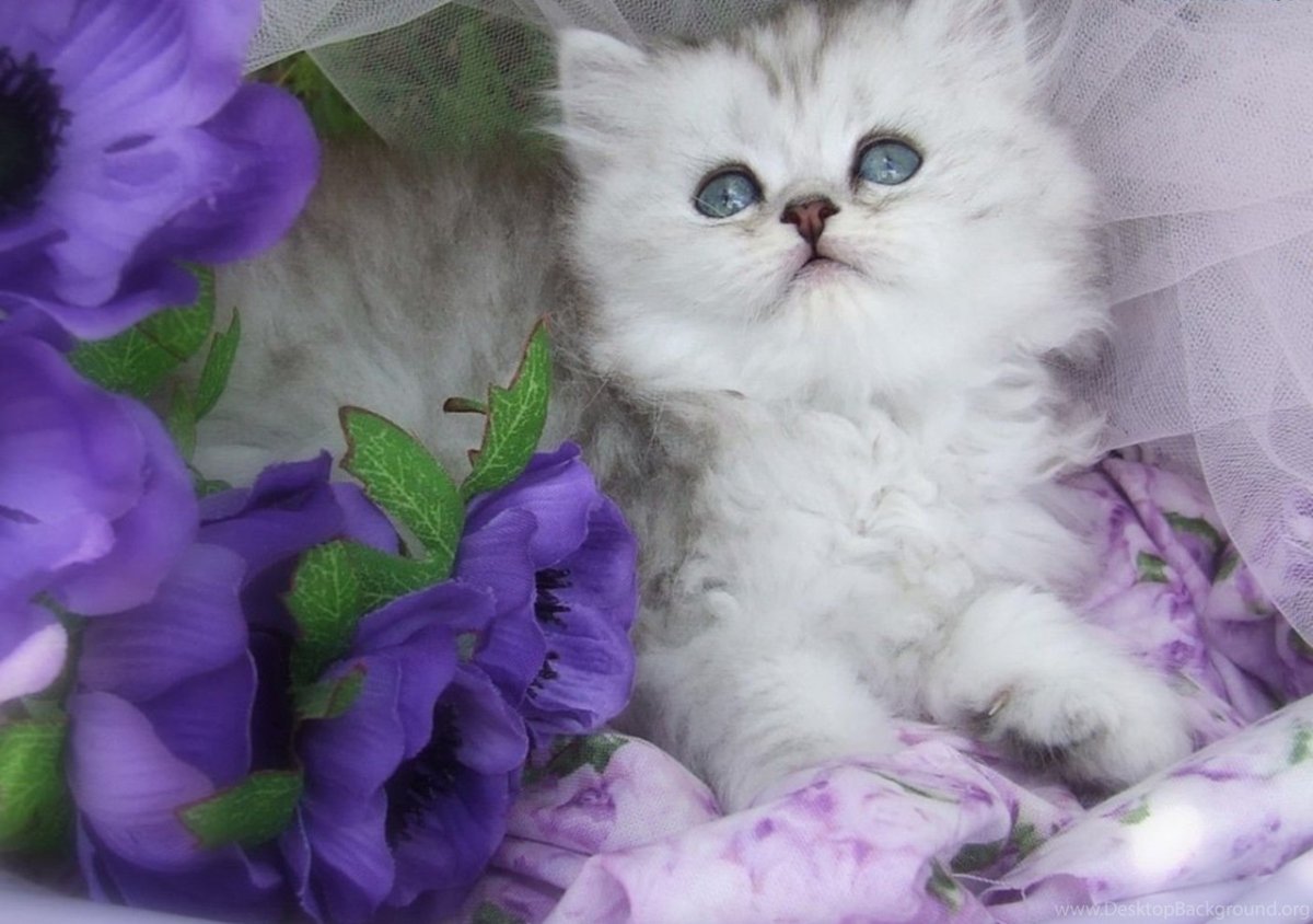 Добрый вечер с котятами