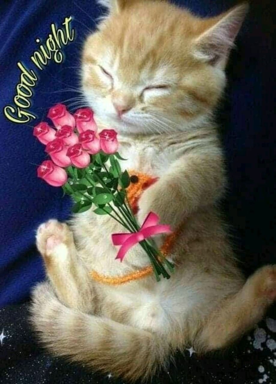 Доброе утро котенок