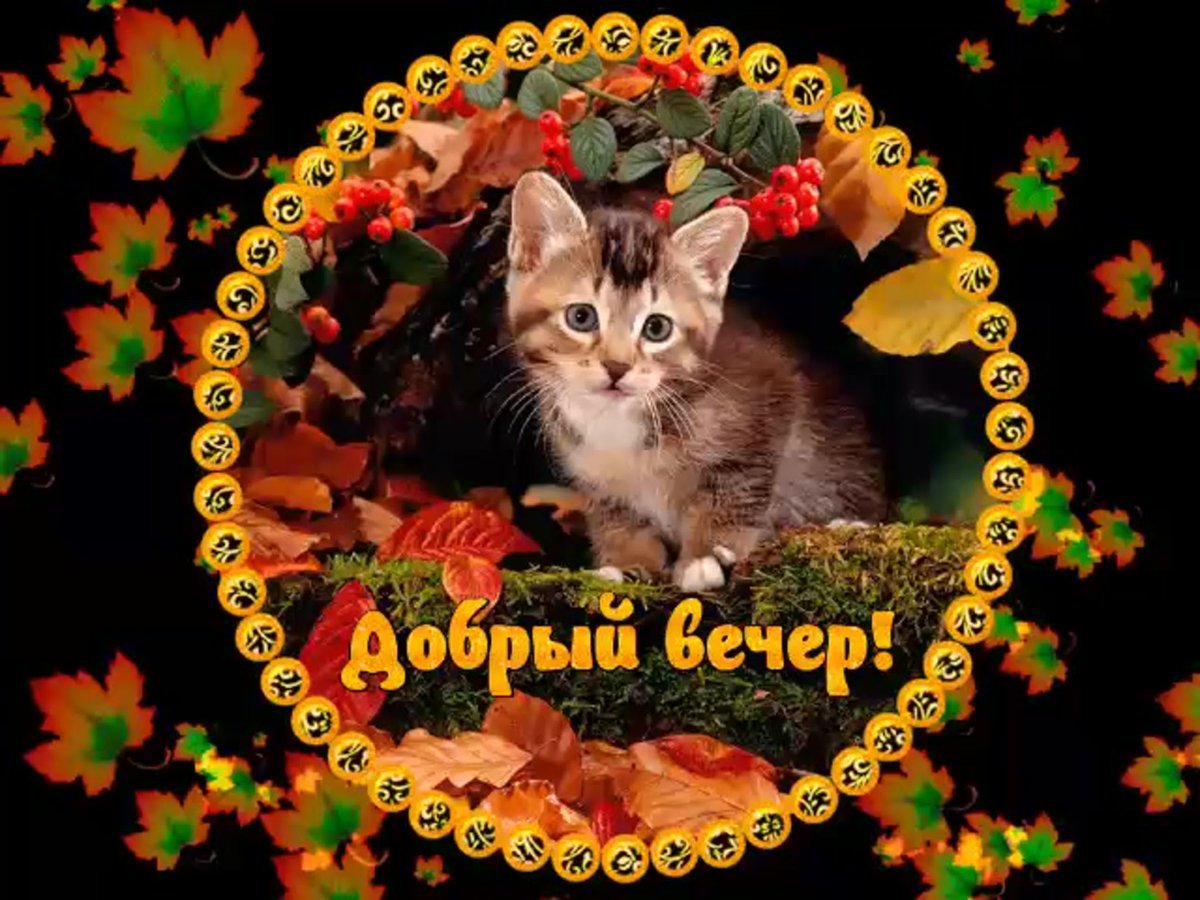 Уютный камин с котом