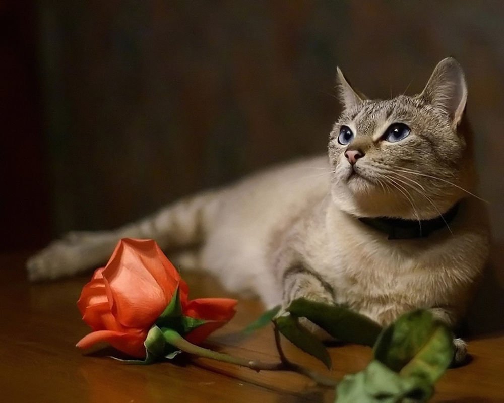 Добрый вечер кот