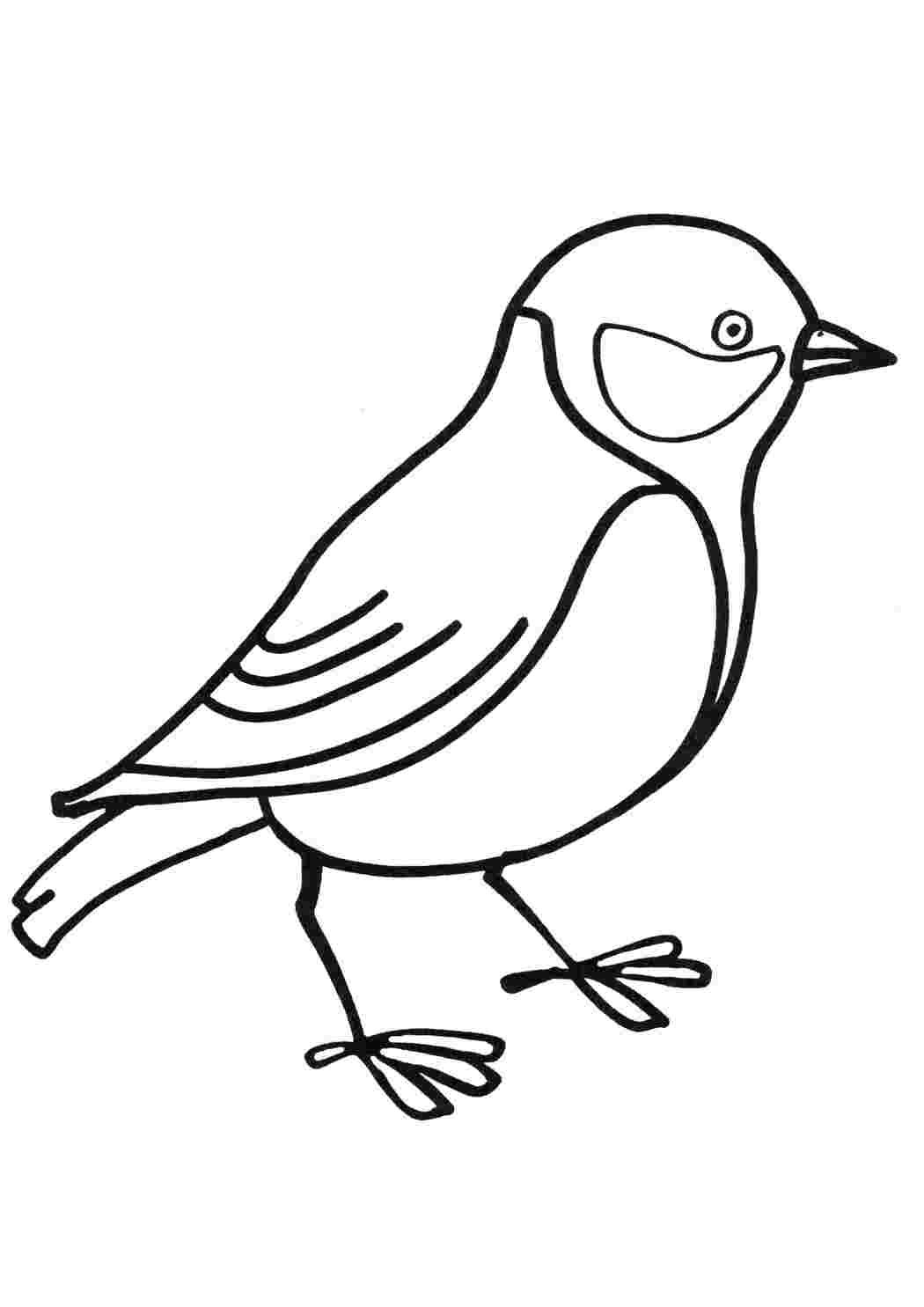Синица раскраска для детей