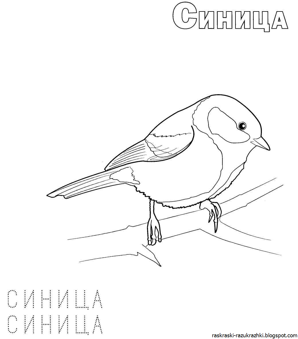 Лазоревка птица раскраска