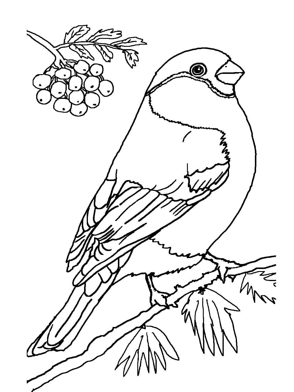Синичка картинка раскраска