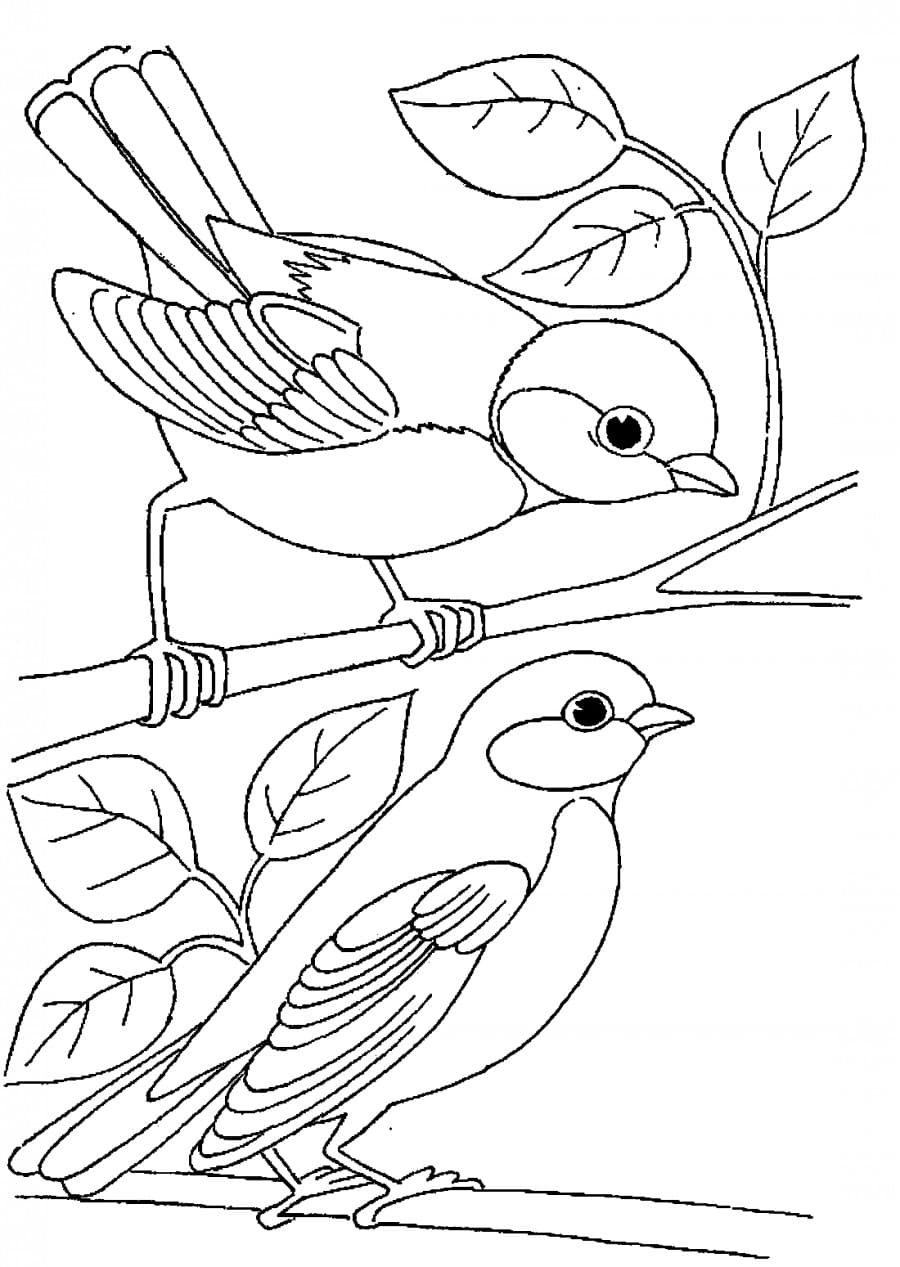 Чёрно-белая синица