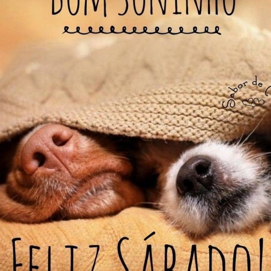 Спокойной ночи собака