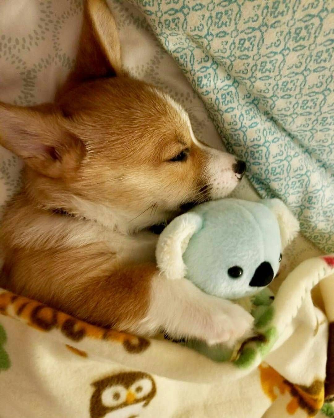 Спящий щенок