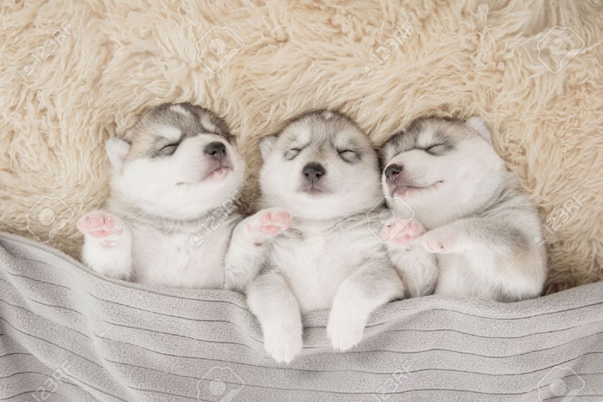 Спокойной ночи хаски