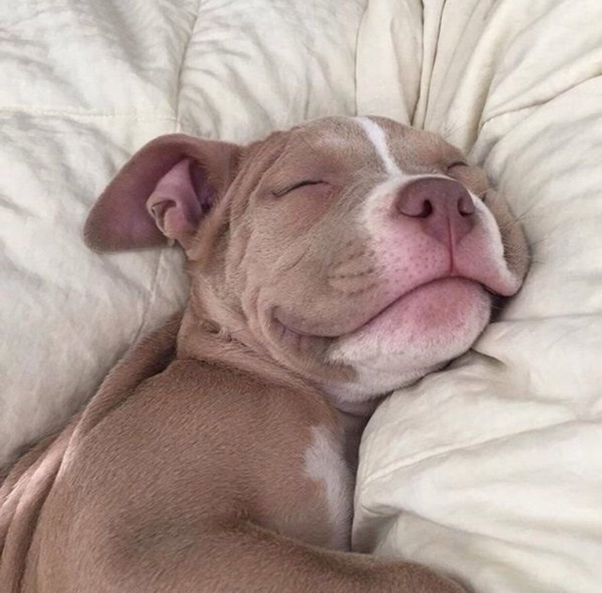 Забавные животные спят