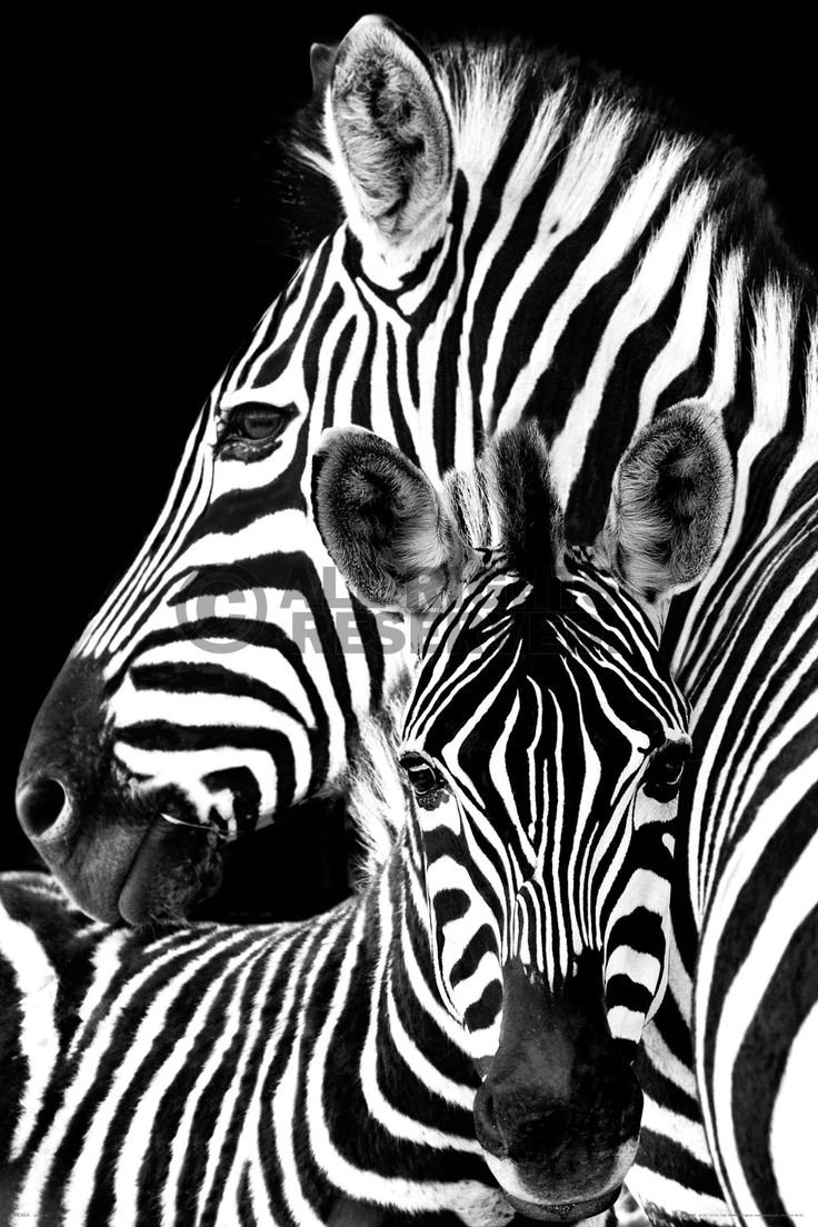 Забавные животные акварелью