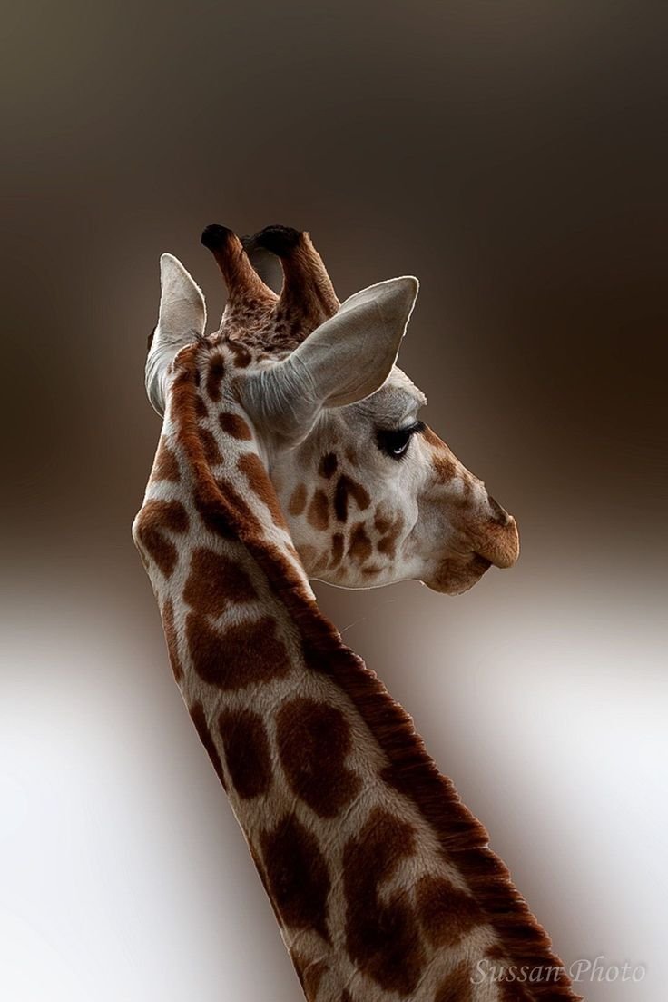 Розовый олень