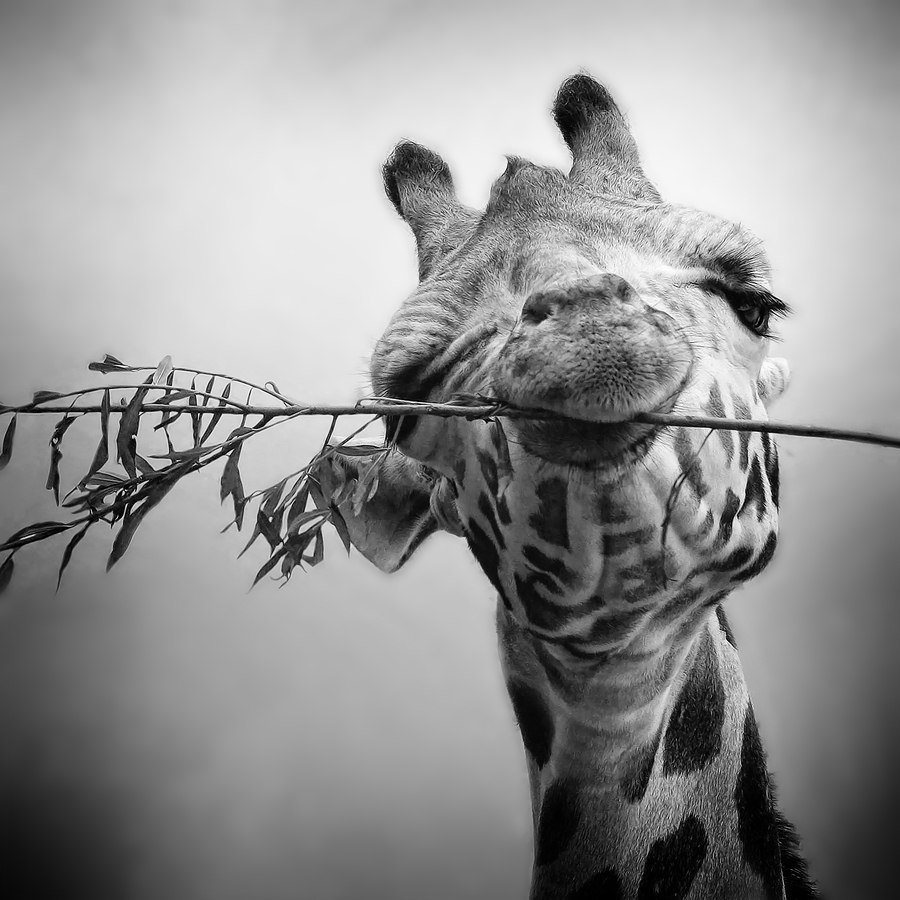 Жираф акварель