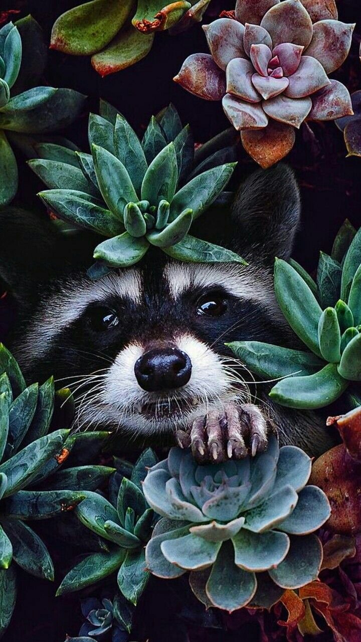 Множество животных