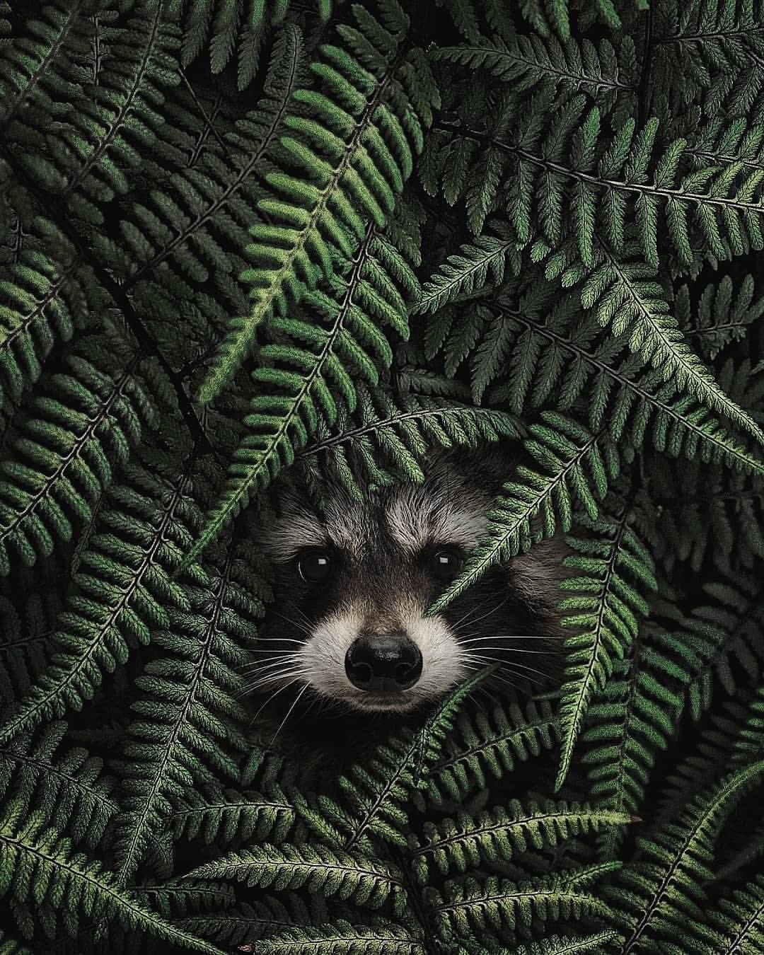 Обои Минимализм