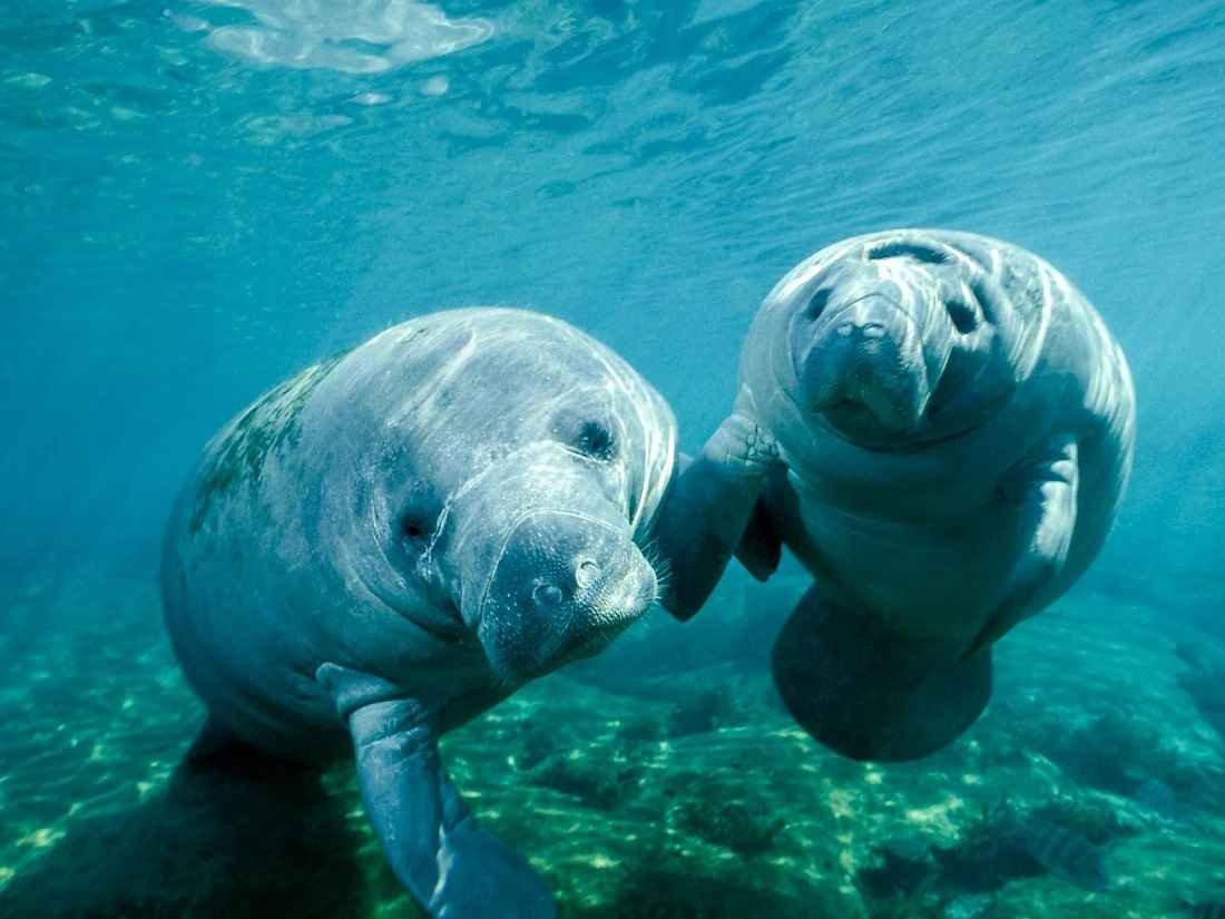 Стеллерова морская корова