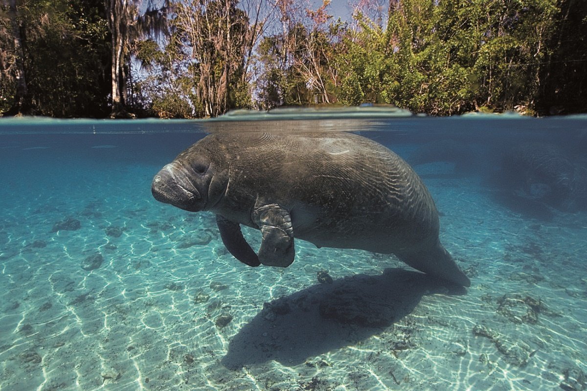 Стеллерова корова