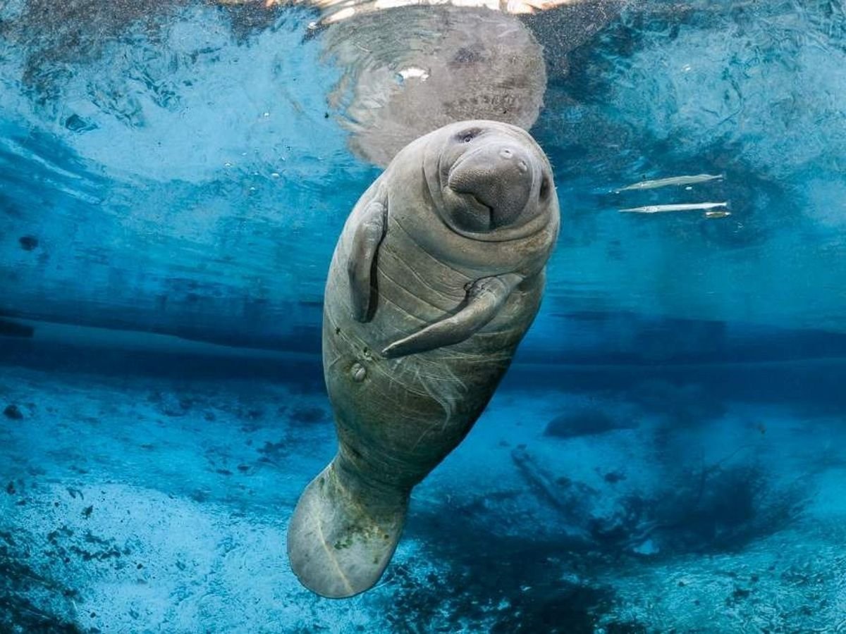 Стеллерова морская корова