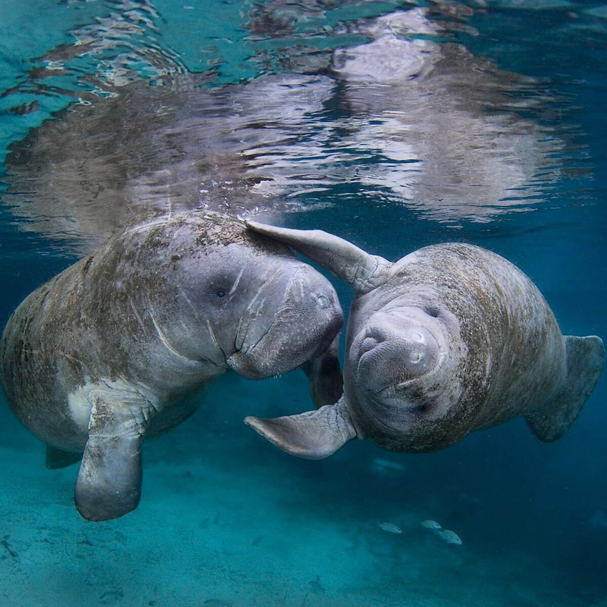 Картинки морской коровы