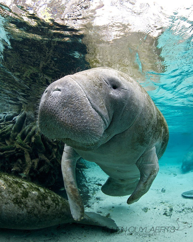 Манати Майами морская корова