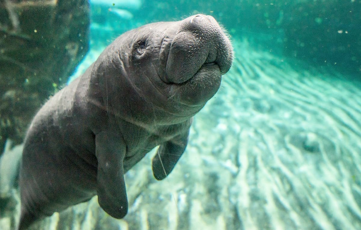 Рыба Ламантин