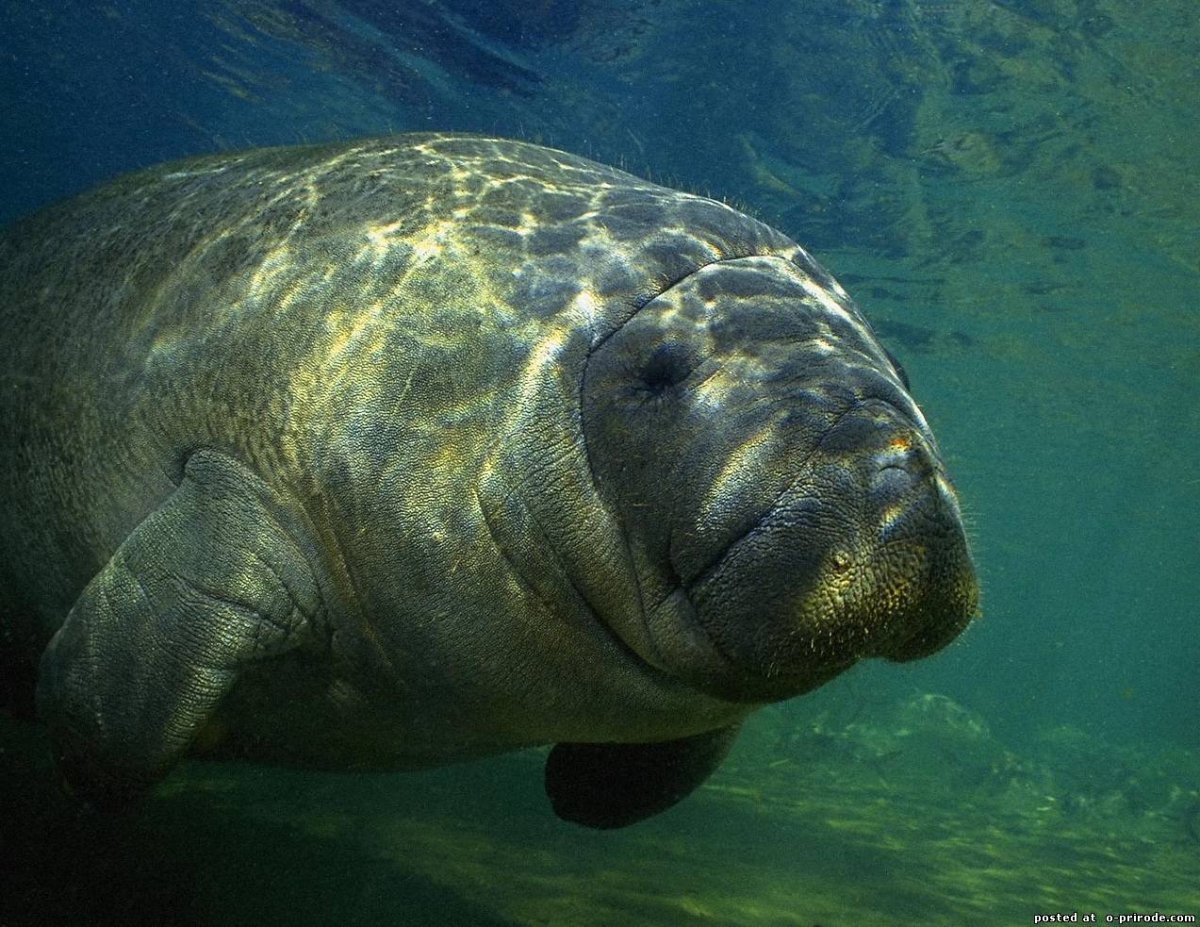 Стеллерова корова