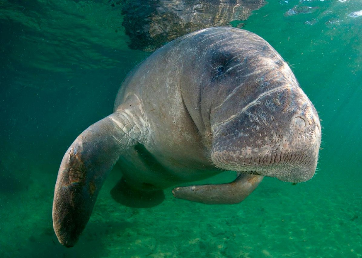 Флоридский Ламантин