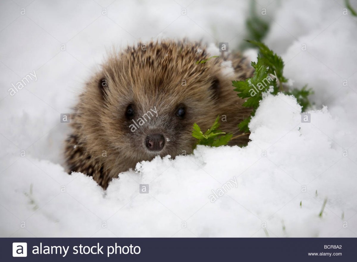 Еж зимой в лесу