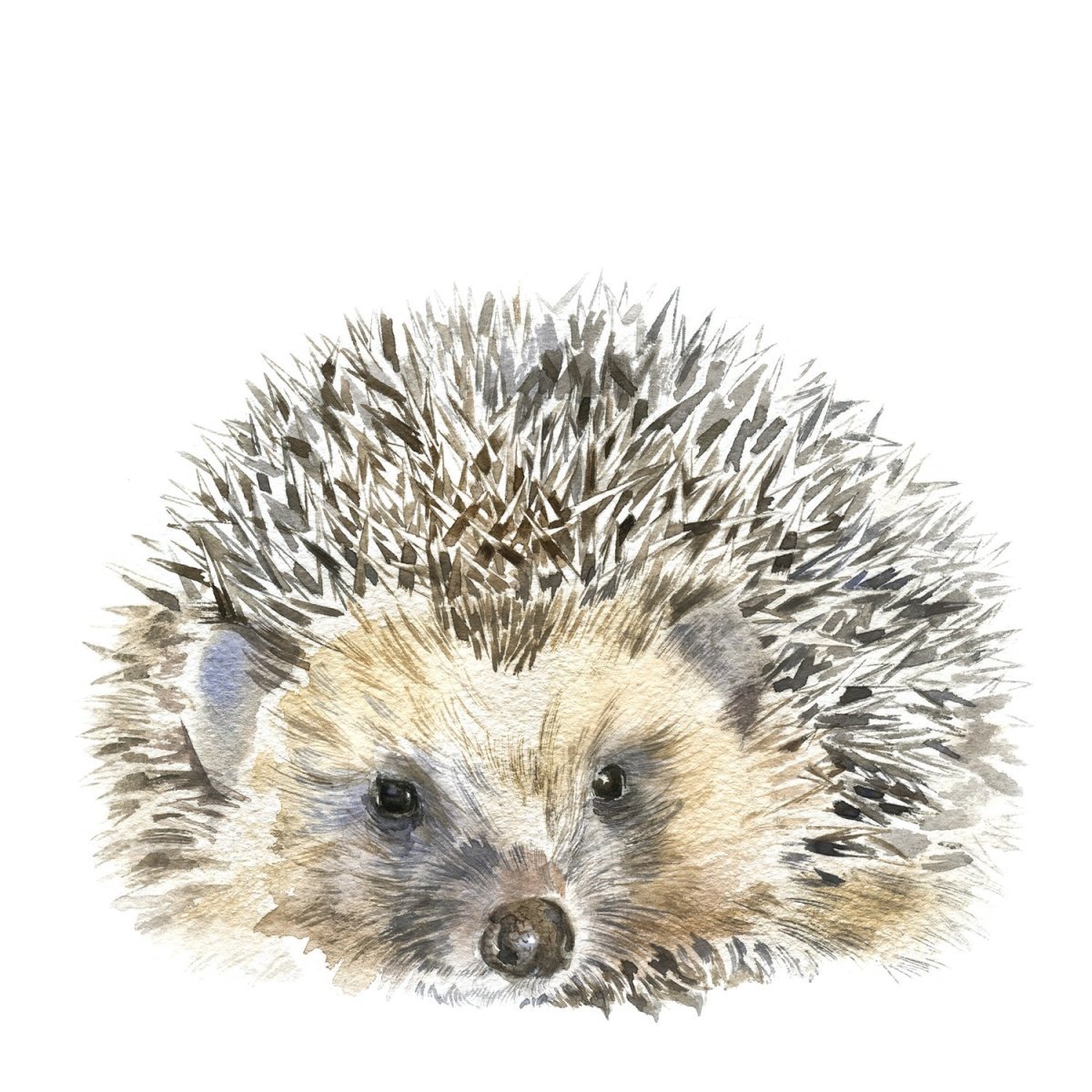 Еж зимой акварель