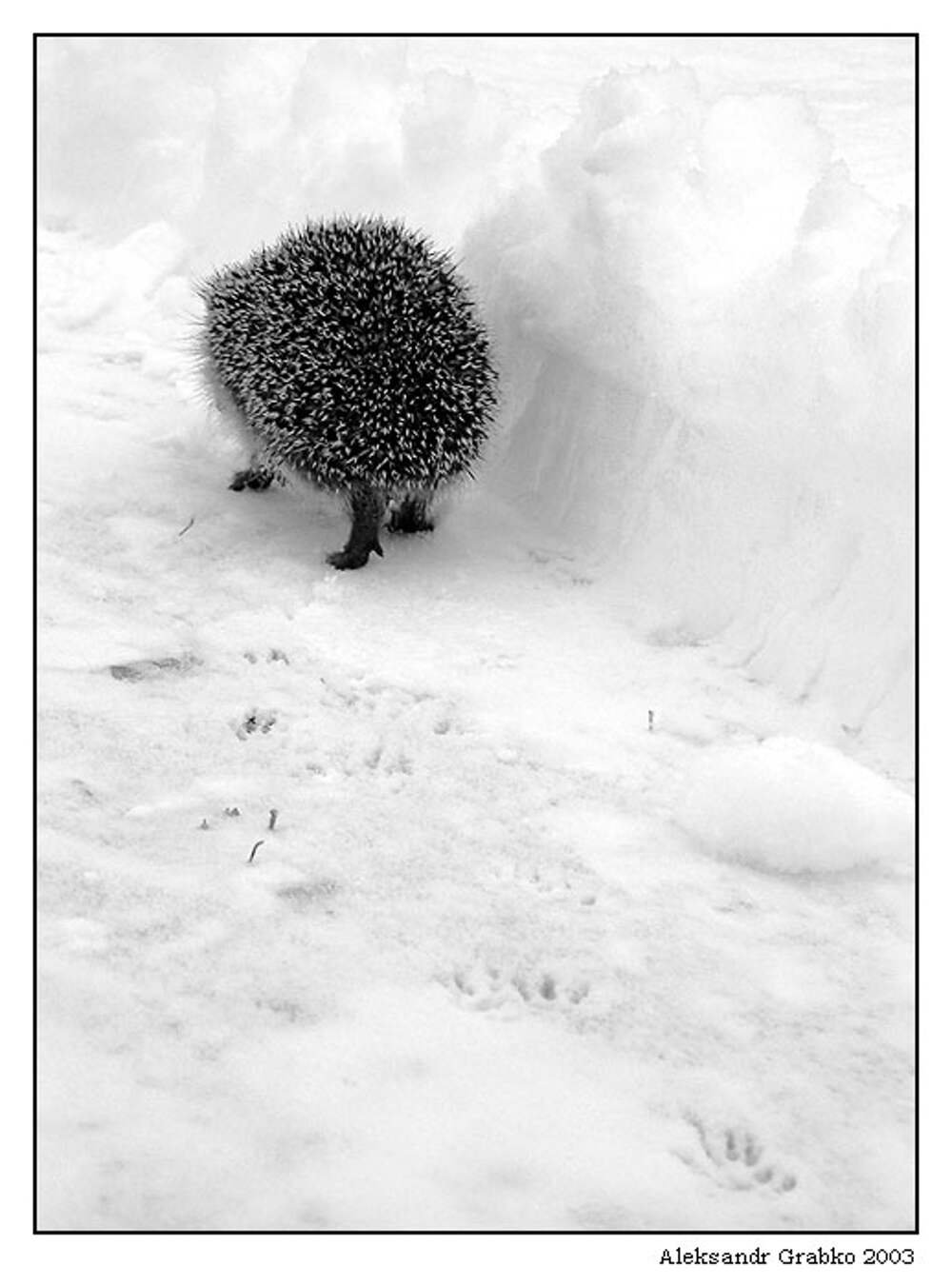 Ежик в снегу