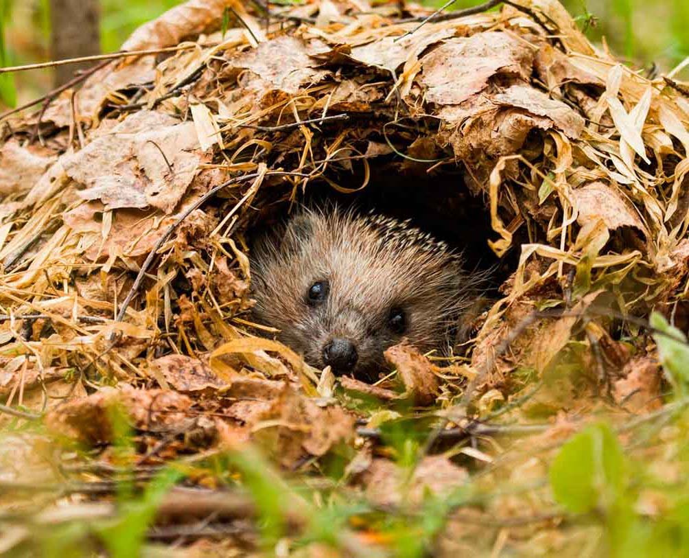 Ежик с чаем