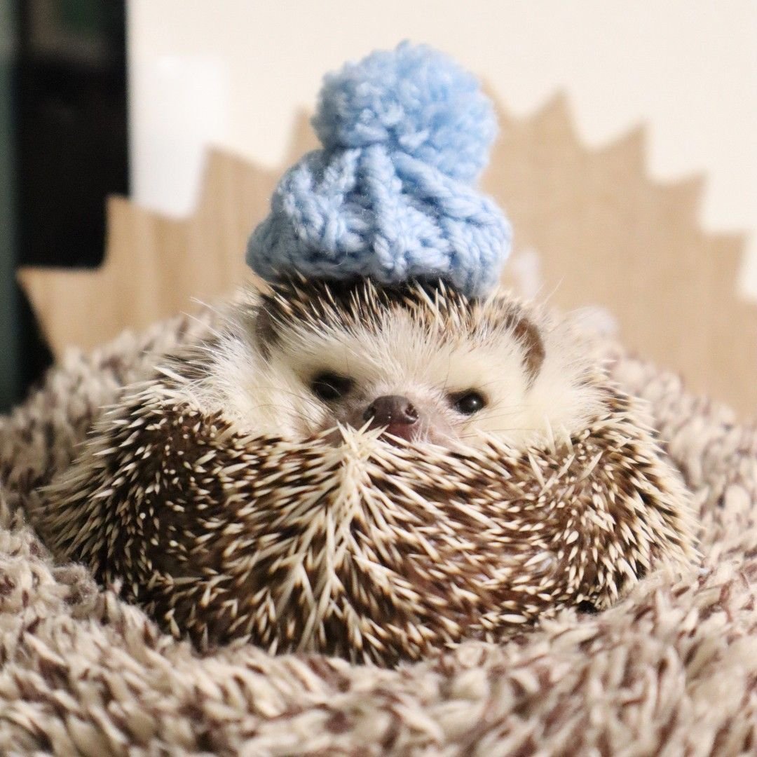 Мультяшный Ёжик серый