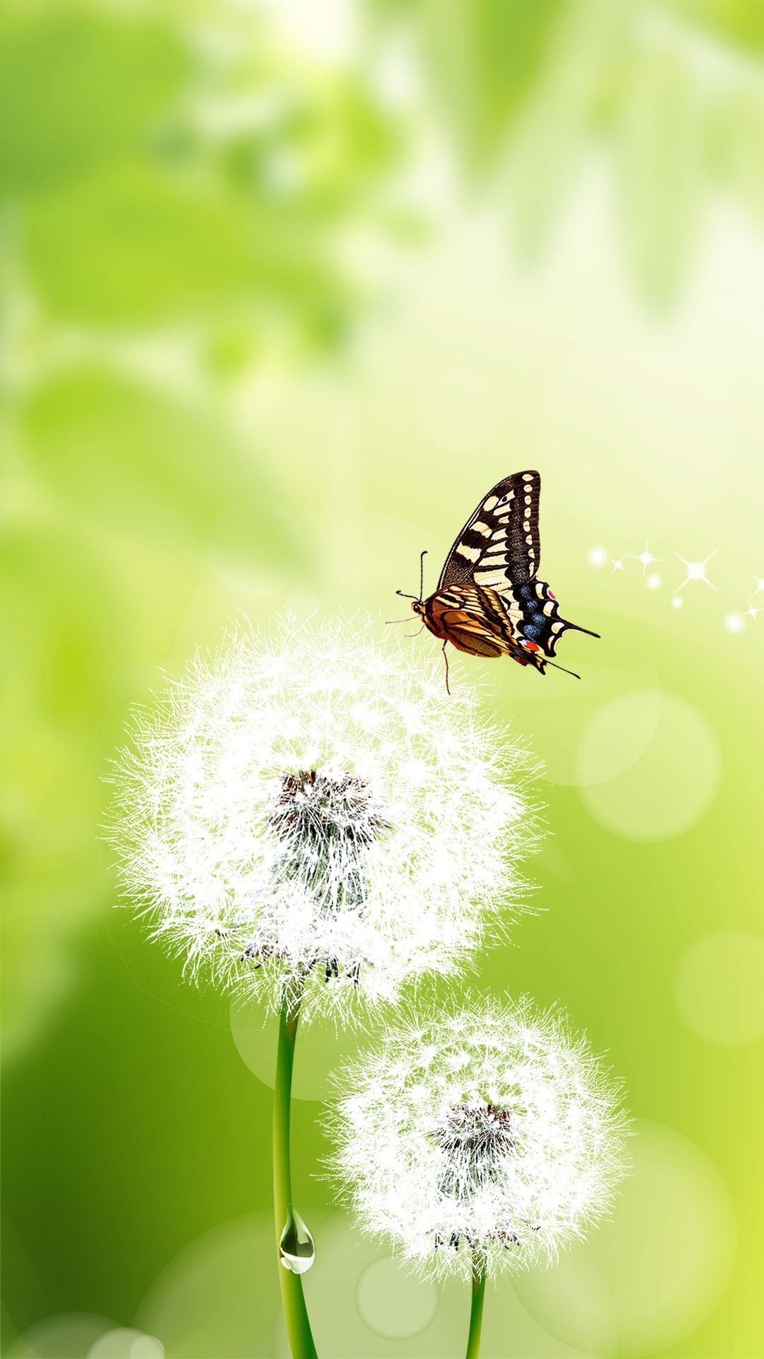 Красивые одуванчики