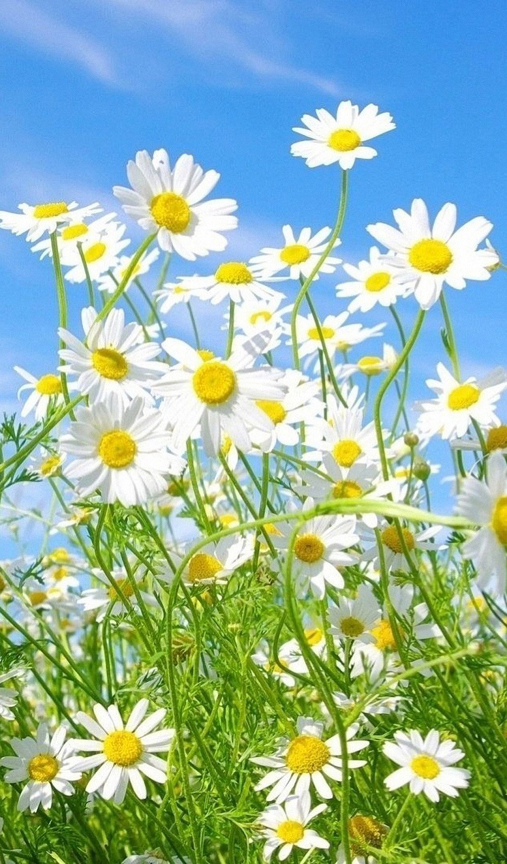 Летние цветы вертикальный