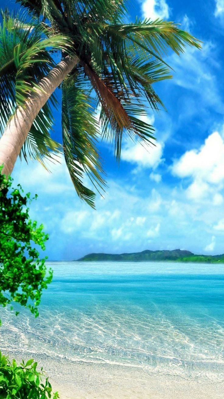 Лето цветы вертикальные