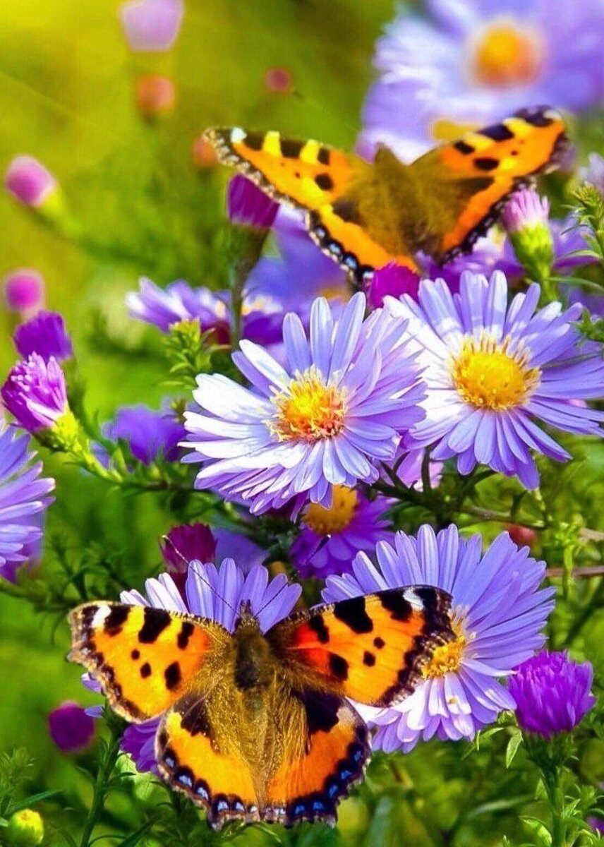 Красивые мыльные пузыри