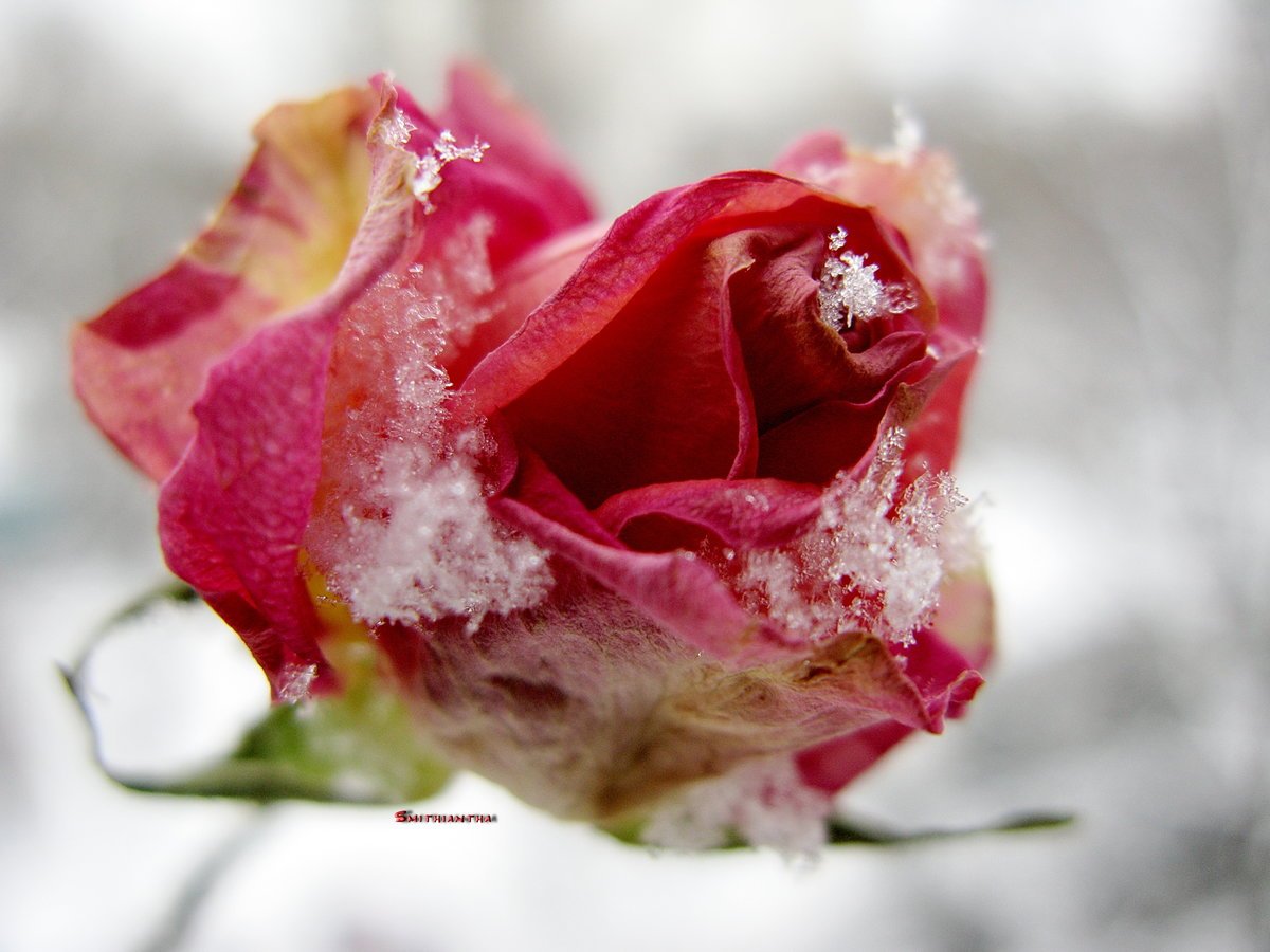 Замерзшая роза