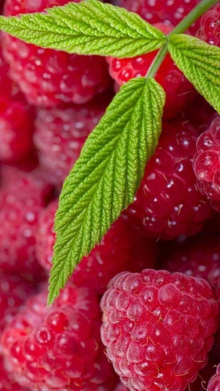 Вишня Шпанка Брянская