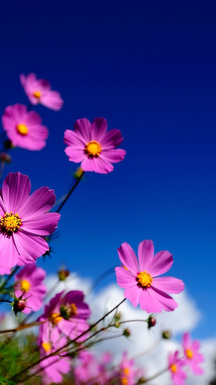 Природа море цветы