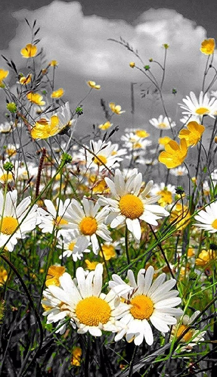 Фон лето детский